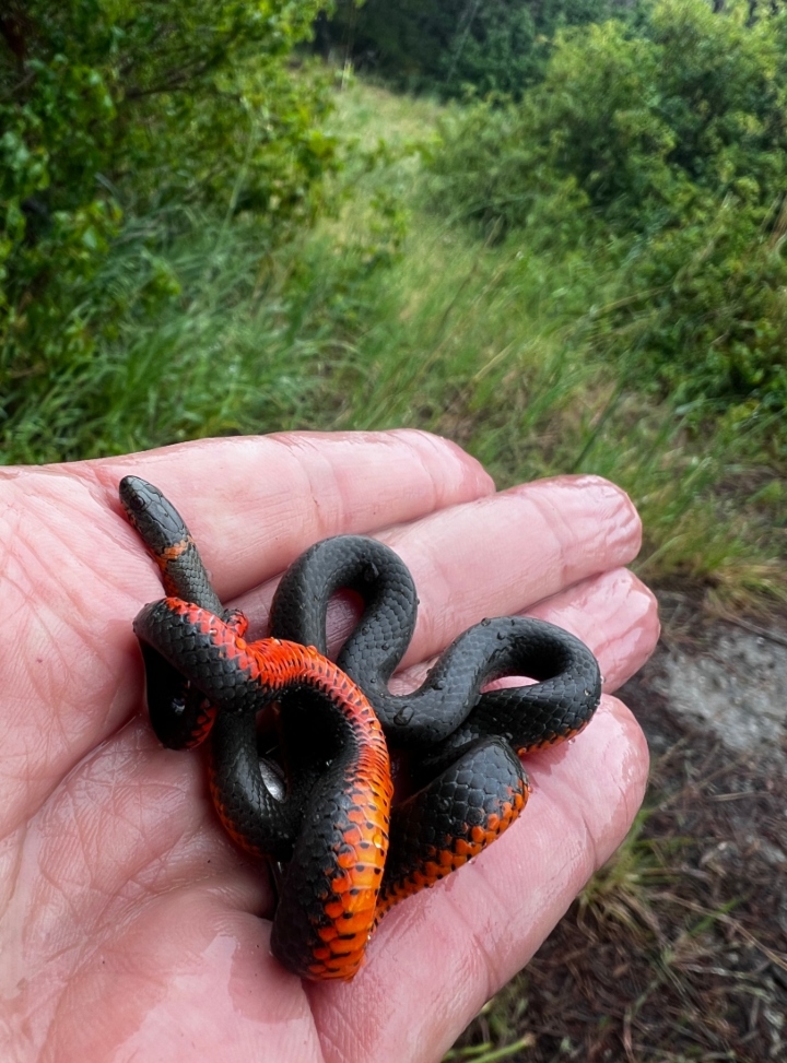 Pacific Ringneck Snake